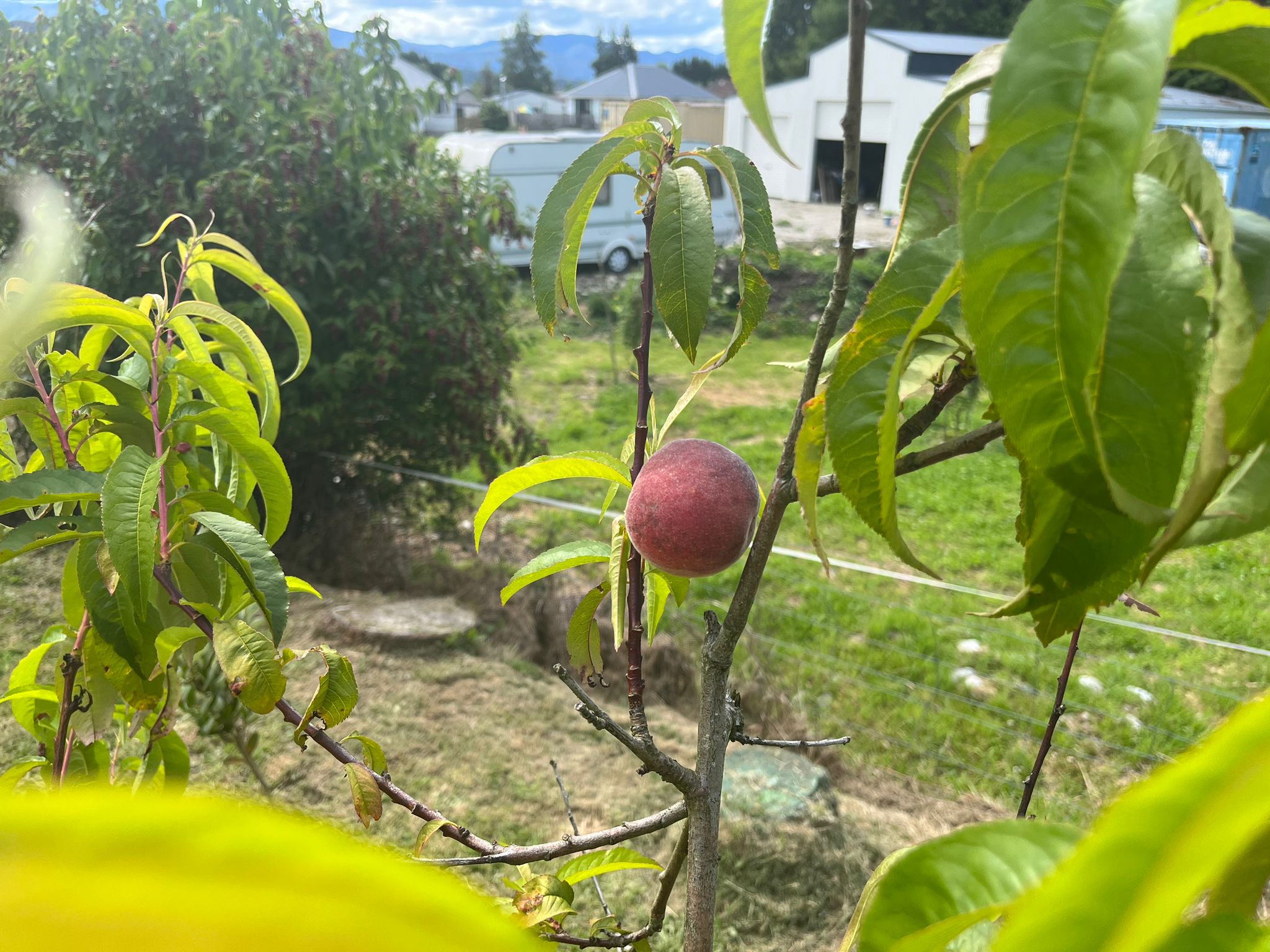 Peaches in season.